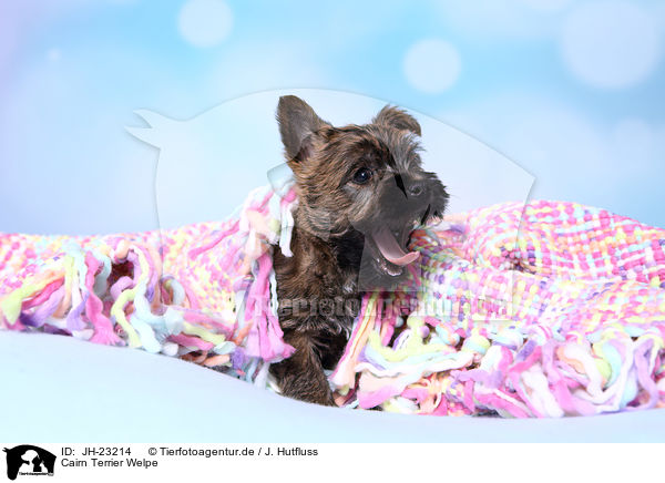Cairn Terrier Welpe / JH-23214