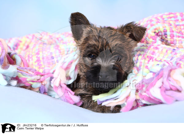 Cairn Terrier Welpe / JH-23216