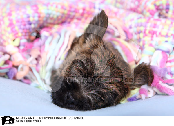 Cairn Terrier Welpe / JH-23226