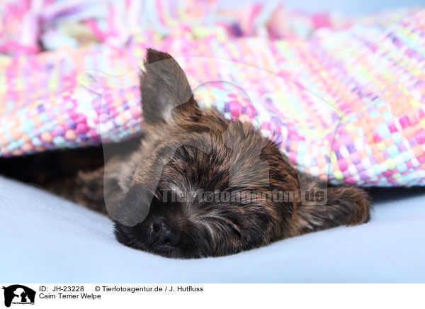 Cairn Terrier Welpe / JH-23228