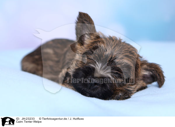 Cairn Terrier Welpe / JH-23233