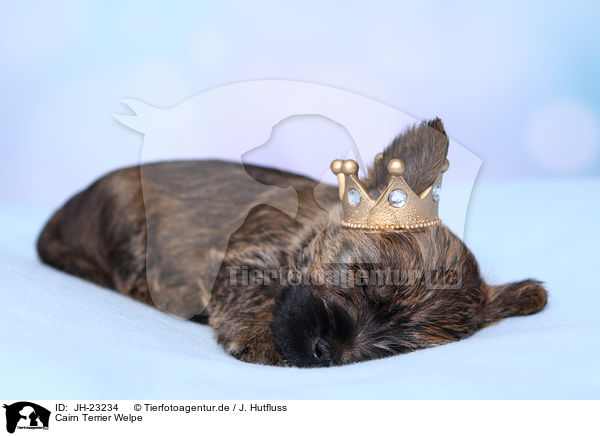 Cairn Terrier Welpe / JH-23234