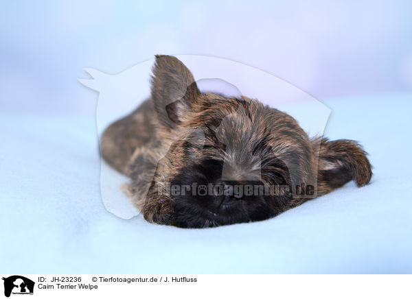 Cairn Terrier Welpe / JH-23236