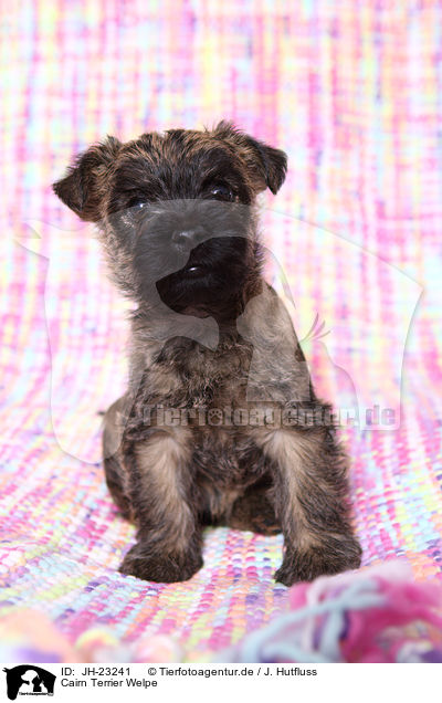 Cairn Terrier Welpe / JH-23241
