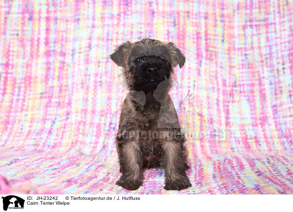 Cairn Terrier Welpe / JH-23242