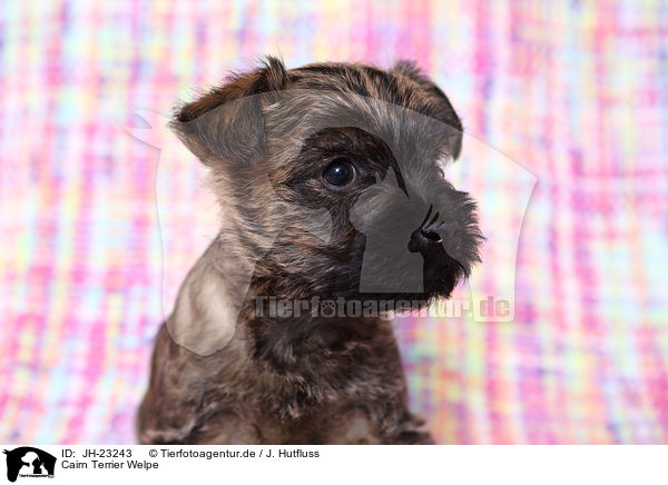 Cairn Terrier Welpe / JH-23243