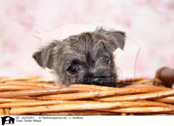 Cairn Terrier Welpe / JH-23251