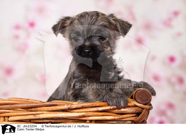 Cairn Terrier Welpe / JH-23254