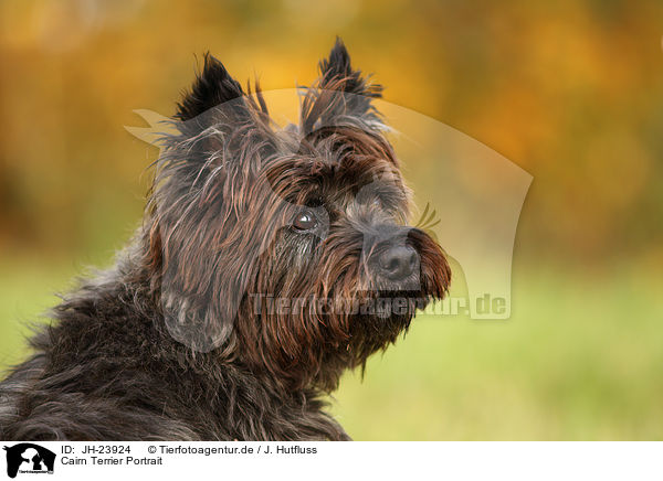 Cairn Terrier Portrait / Cairn Terrier Portrait / JH-23924