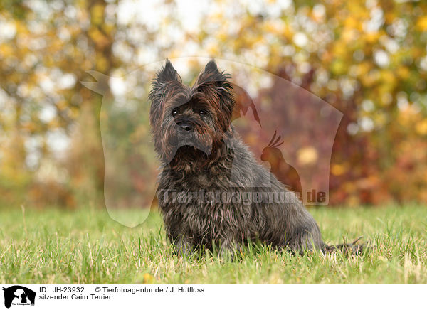 sitzender Cairn Terrier / JH-23932