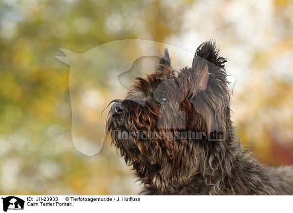 Cairn Terrier Portrait / Cairn Terrier Portrait / JH-23933