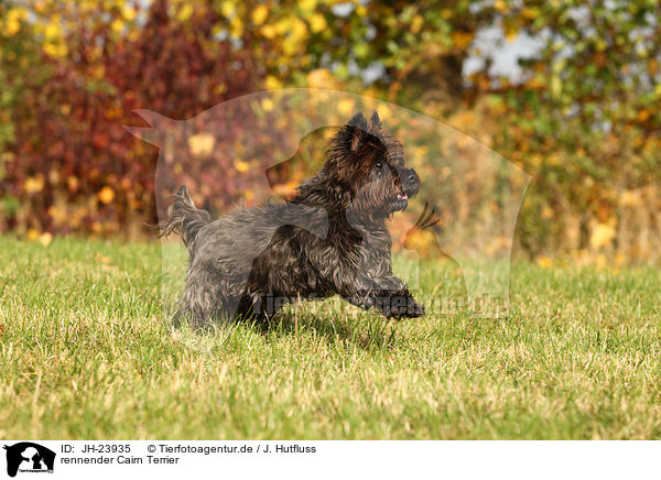 rennender Cairn Terrier / JH-23935