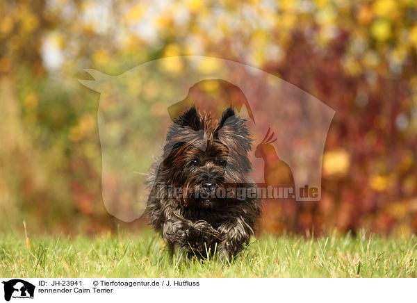 rennender Cairn Terrier / running Cairn Terrier / JH-23941