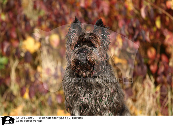 Cairn Terrier Portrait / Cairn Terrier Portrait / JH-23950
