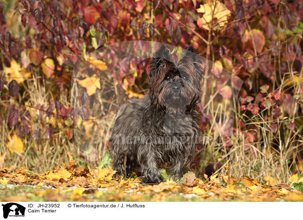 Cairn Terrier / Cairn Terrier / JH-23952