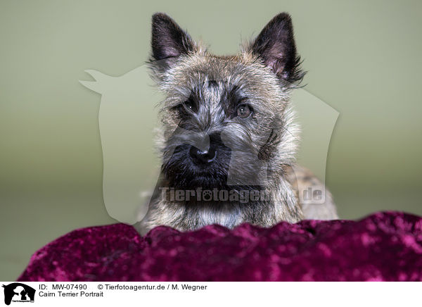 Cairn Terrier Portrait / MW-07490