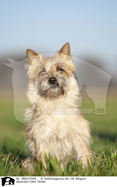 sitzender Cairn Terrier / MW-07492