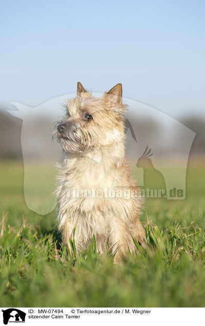 sitzender Cairn Terrier / MW-07494