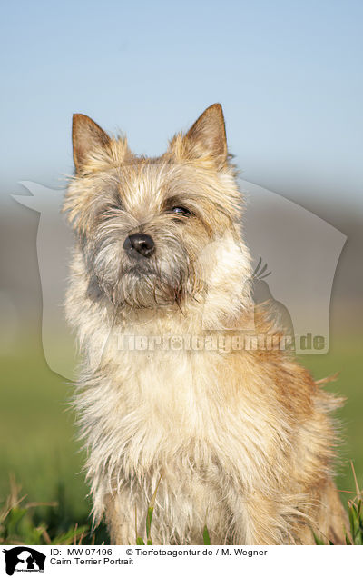 Cairn Terrier Portrait / MW-07496
