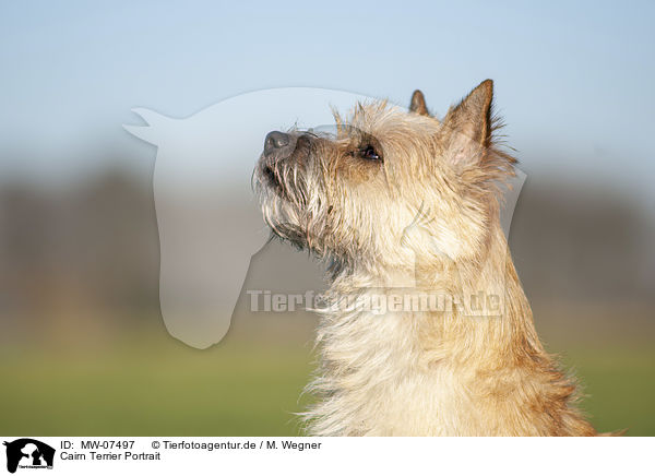 Cairn Terrier Portrait / MW-07497