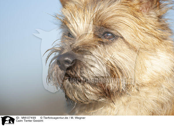 Cairn Terrier Gesicht / Cairn Terrier face / MW-07499
