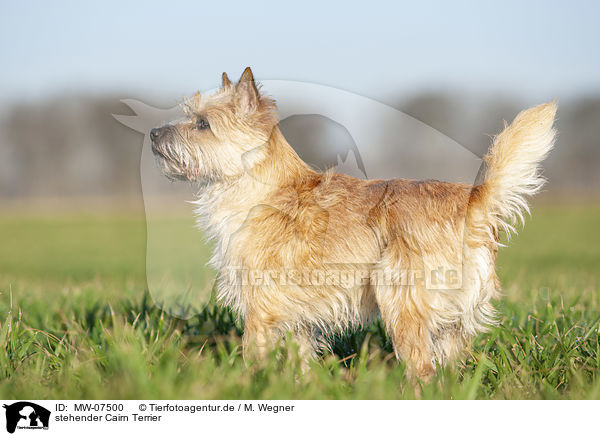 stehender Cairn Terrier / MW-07500