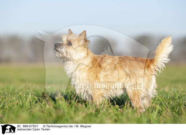 stehender Cairn Terrier / MW-07501