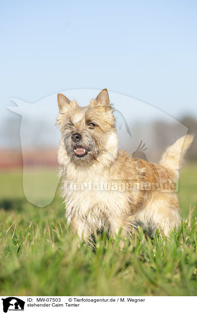 stehender Cairn Terrier / MW-07503