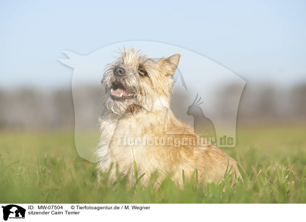 sitzender Cairn Terrier / MW-07504