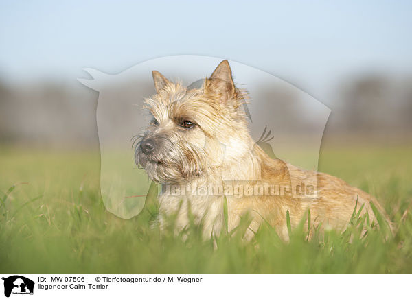 liegender Cairn Terrier / MW-07506