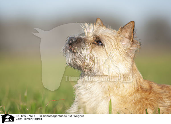 Cairn Terrier Portrait / MW-07507