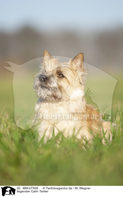 liegender Cairn Terrier / MW-07508