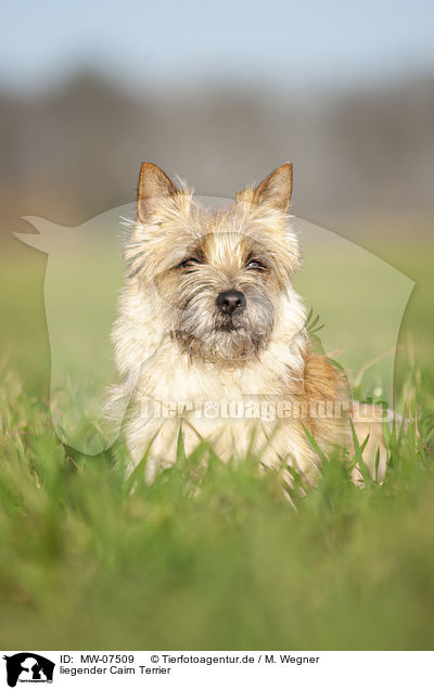 liegender Cairn Terrier / MW-07509