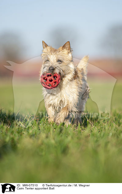 Cairn Terrier apportiert Ball / MW-07510