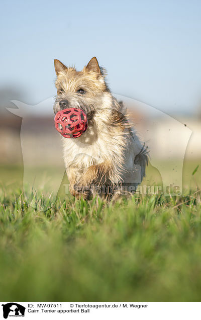 Cairn Terrier apportiert Ball / MW-07511