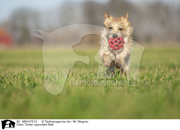 Cairn Terrier apportiert Ball / MW-07512