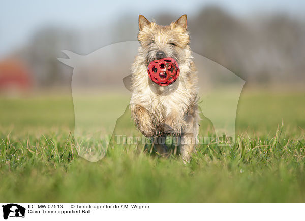 Cairn Terrier apportiert Ball / MW-07513