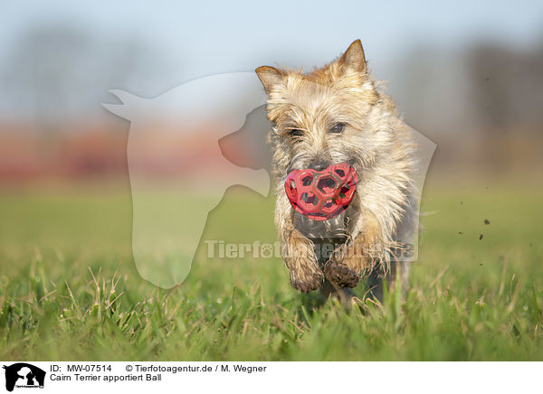Cairn Terrier apportiert Ball / MW-07514
