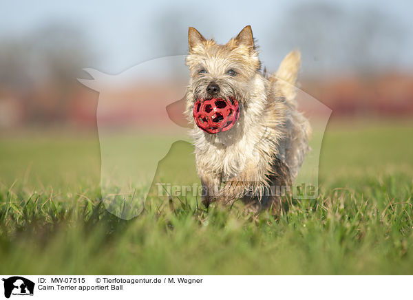 Cairn Terrier apportiert Ball / MW-07515