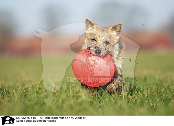 Cairn Terrier apportiert Frisbee / MW-07516