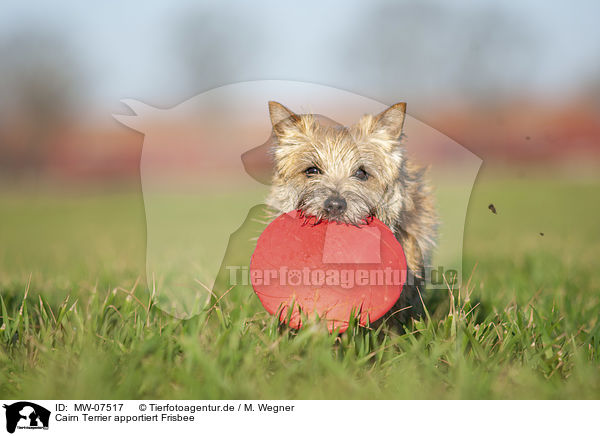 Cairn Terrier apportiert Frisbee / MW-07517