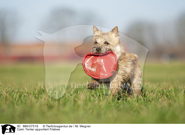 Cairn Terrier apportiert Frisbee / MW-07518