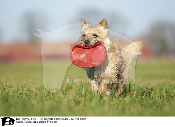 Cairn Terrier apportiert Frisbee / MW-07519
