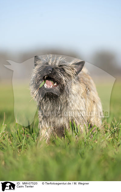 Cairn Terrier / MW-07520