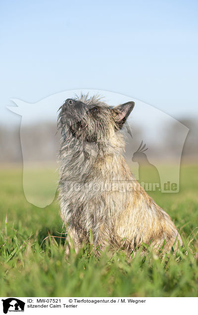 sitzender Cairn Terrier / MW-07521