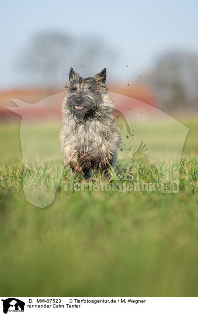 rennender Cairn Terrier / running Cairn Terrier / MW-07523