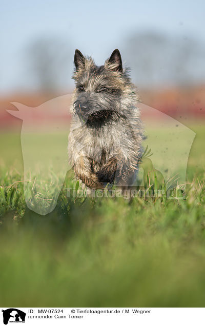 rennender Cairn Terrier / MW-07524