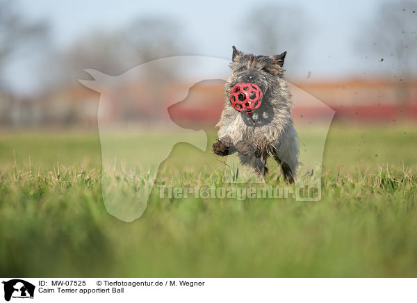 Cairn Terrier apportiert Ball / MW-07525