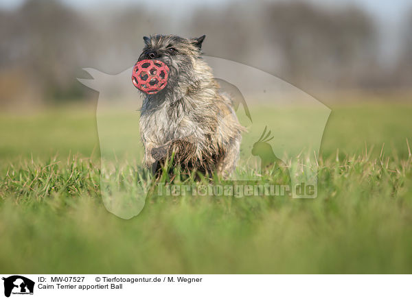 Cairn Terrier apportiert Ball / MW-07527