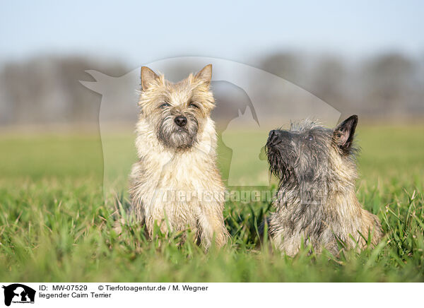 liegender Cairn Terrier / MW-07529